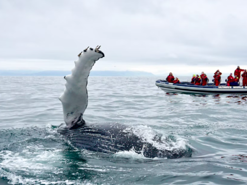 REYKJAVÍK PREMIUM WHALE WATCHING