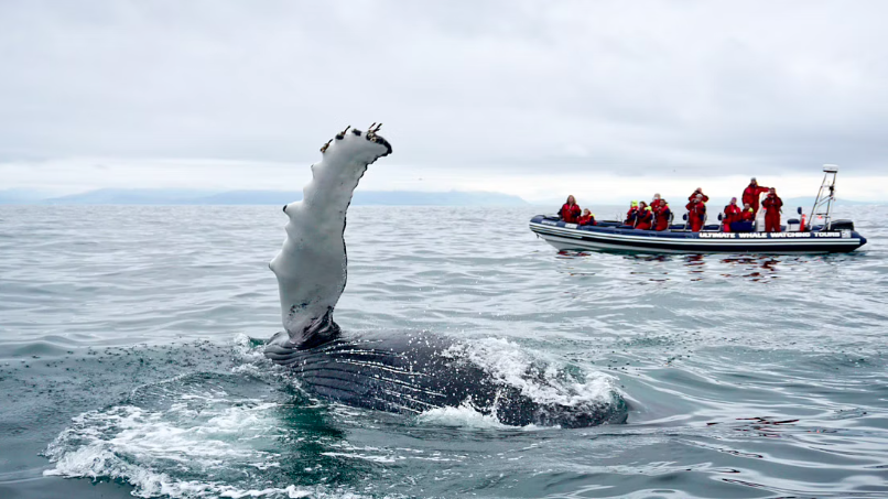 Premium whale watching experience: Twelve people dressed in waterproof overalls watch a whale swimming few meters away from their rib boat