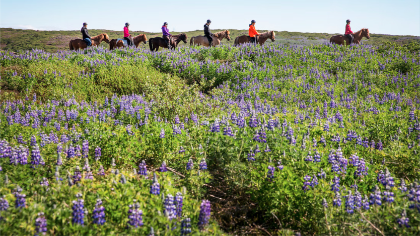 Six persons enjoy riding Icelandic horses through a purple and green lupines field on a sunny day
