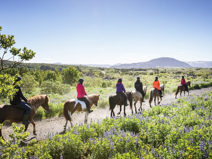 Six riders on Icelandic horses enjoy the calm and quiet of the Icelandic countryside while riding among green fields on a summer sunny day