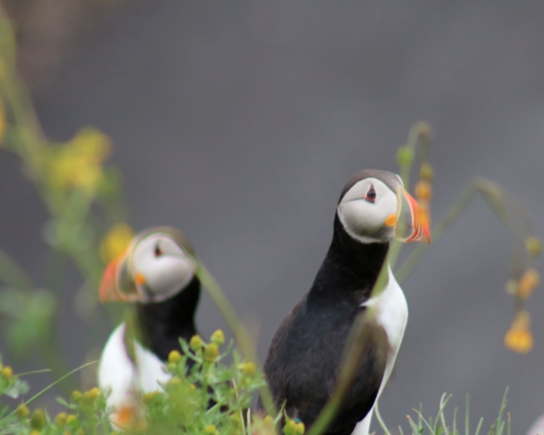 Tow puffins sitting in the grass on an island close to Reykjavík.