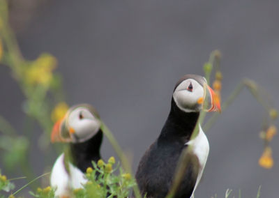 Tow puffins sitting in the grass on an island close to Reykjavík.