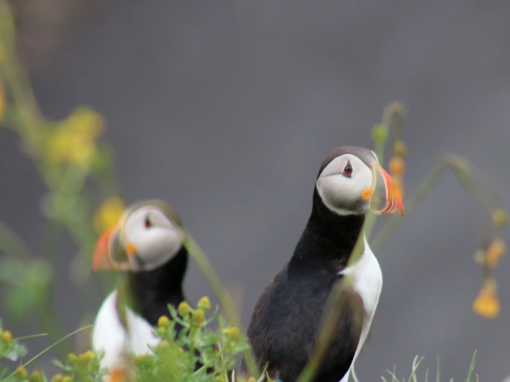 REYKJAVÍK CLASSIC PUFFIN WATCHING