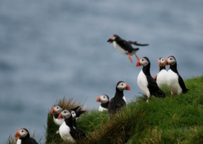 Puffins on a cliff covered in grass. One puffin is taking off, while the others are just standing