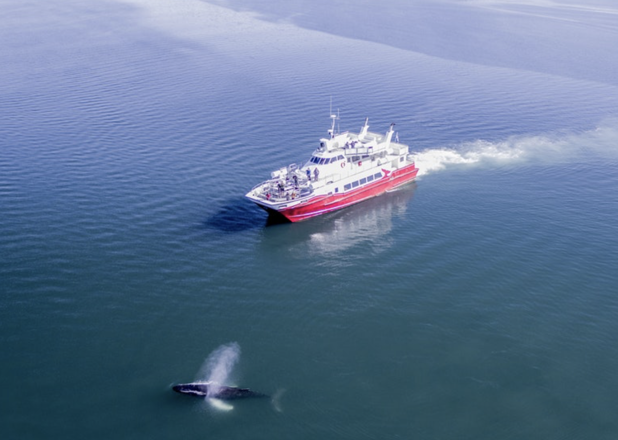 White and red Elding whale watching vessel cruising peacefully on the blue ocean waters at a short distance from a breathing whale