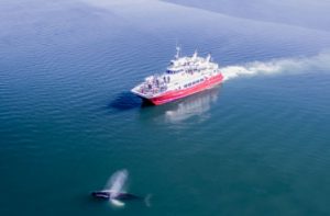 Whale watching Boat in Akureyri in front of a Humpback Whale
