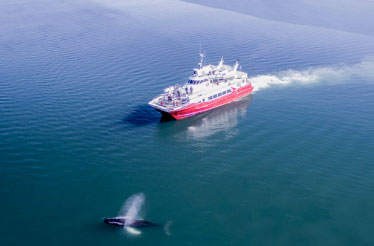 akureyri-whale-atching-elding Whale watching Boat in Akureyri in front of a Humpback Whale