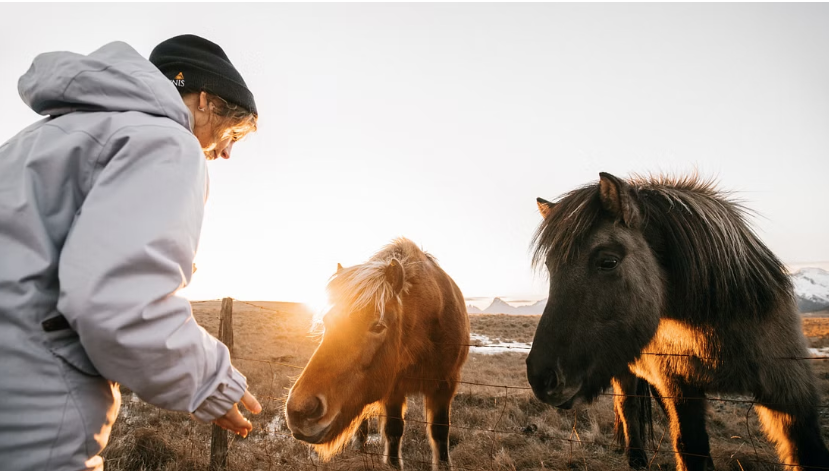 A woman getting familiar with two horses at Friðheimar farm