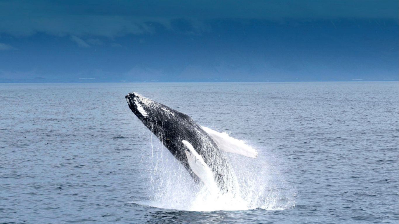 Breaching Whale in Iceland