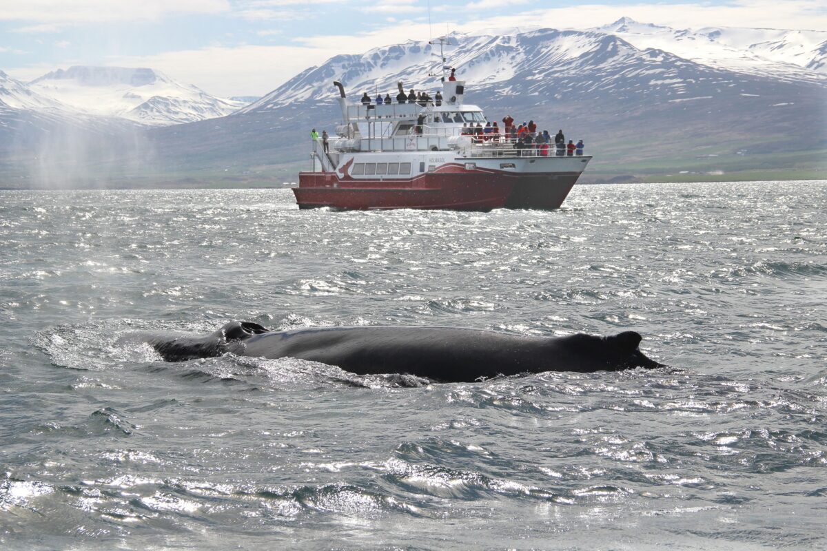 Whale Watching Akureyri Elding