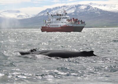 AKUREYRI CLASSIC WHALE WATCHING