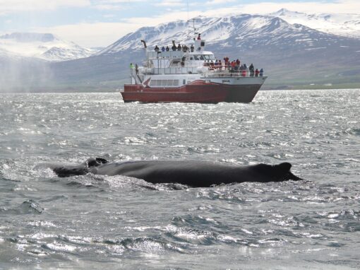 AKUREYRI CLASSIC WHALE WATCHING