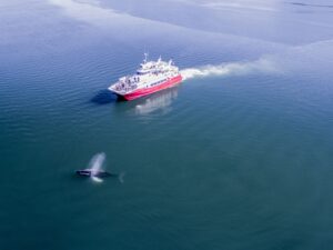 Whale Watching Akureyri Elding