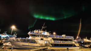 Northern lights cruise