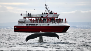 Boat and whale