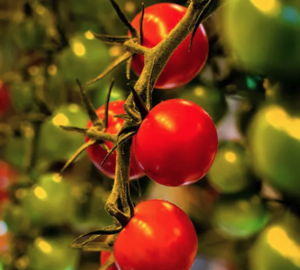 Tomatoes growing at Friðheimar farm