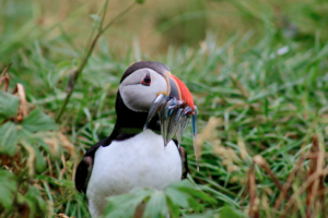 Close up of a puffin feeding