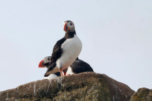 Puffins on a cliff