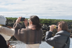 Puffin watching