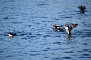 Puffins feeding at sea