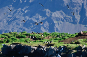 Puffin colony on the islands of the Reykjavík bay