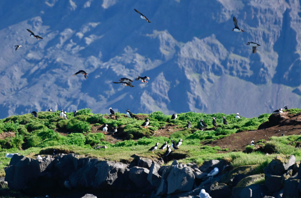 Colonia di pulcinelle sulle isole della baia di Reykjavík