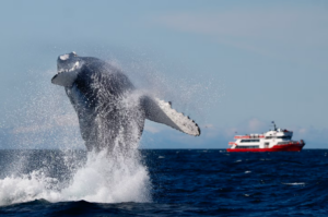 Whale and boat on the back