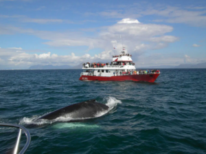 Whale between boats