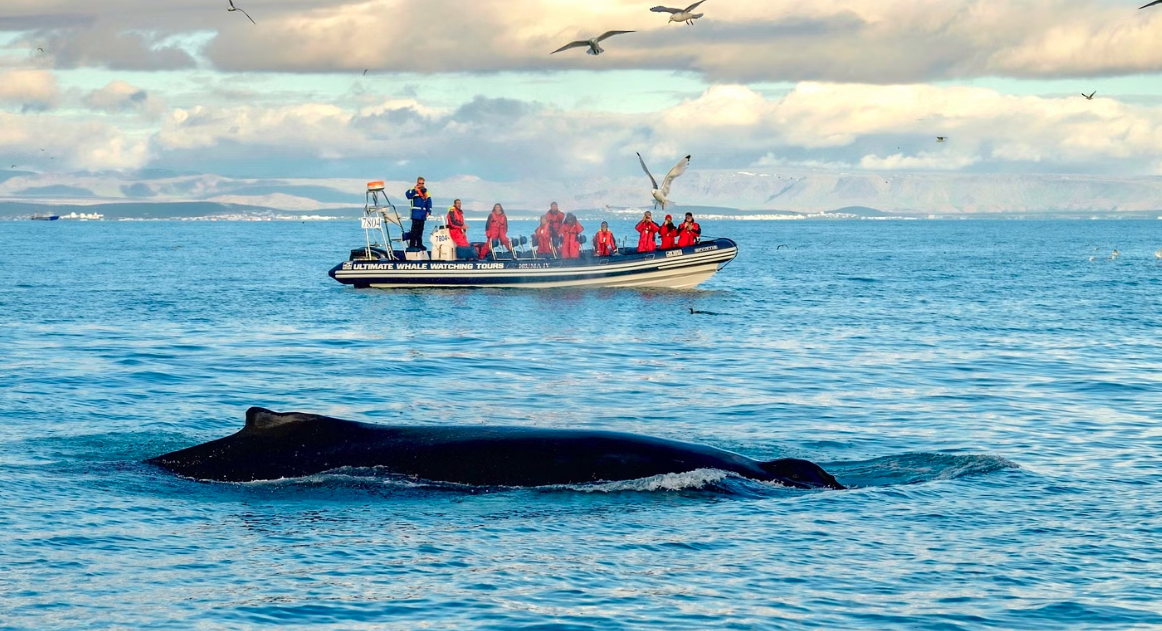 Whale and RIB boat