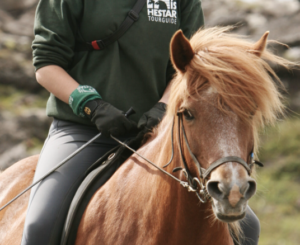 Icelandic horse