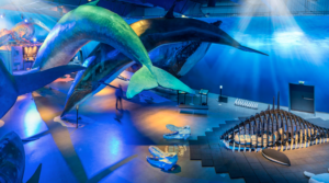 Whales Exhibition