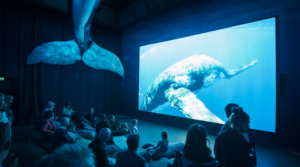 Whales cinema