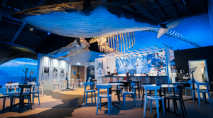 Whale-inspired café