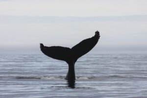 Whale Watching Akureyri Elding