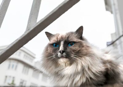 THE REYKJAVÍK CAT WALK