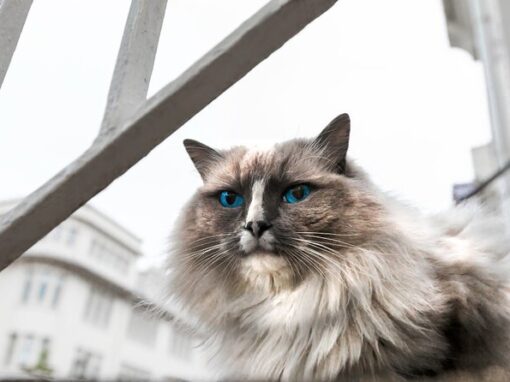 THE REYKJAVÍK CAT WALK