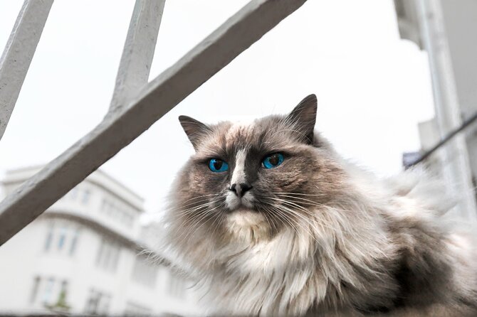 THE REYKJAVÍK CAT WALK