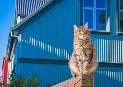 COMBO OFFER: AURORA REYKJAVÍK AND REYKJAVÍK CAT WALK