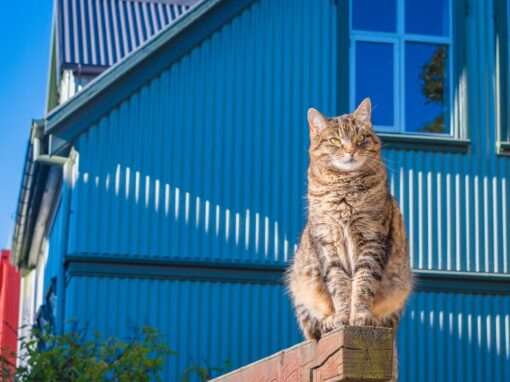 COMBO OFFER: AURORA REYKJAVÍK AND REYKJAVÍK CAT WALK